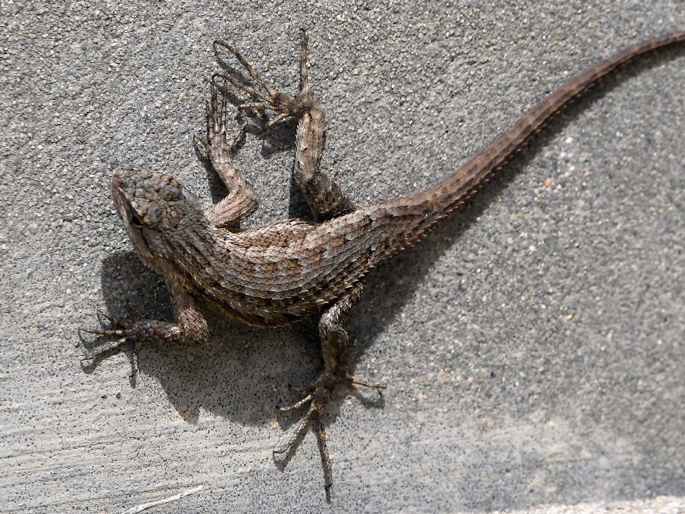 Lizard5.jpg