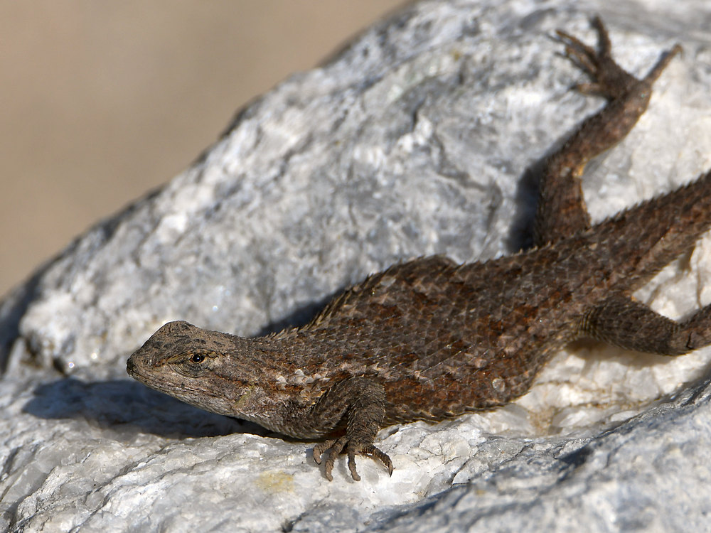 Lizard5.jpg