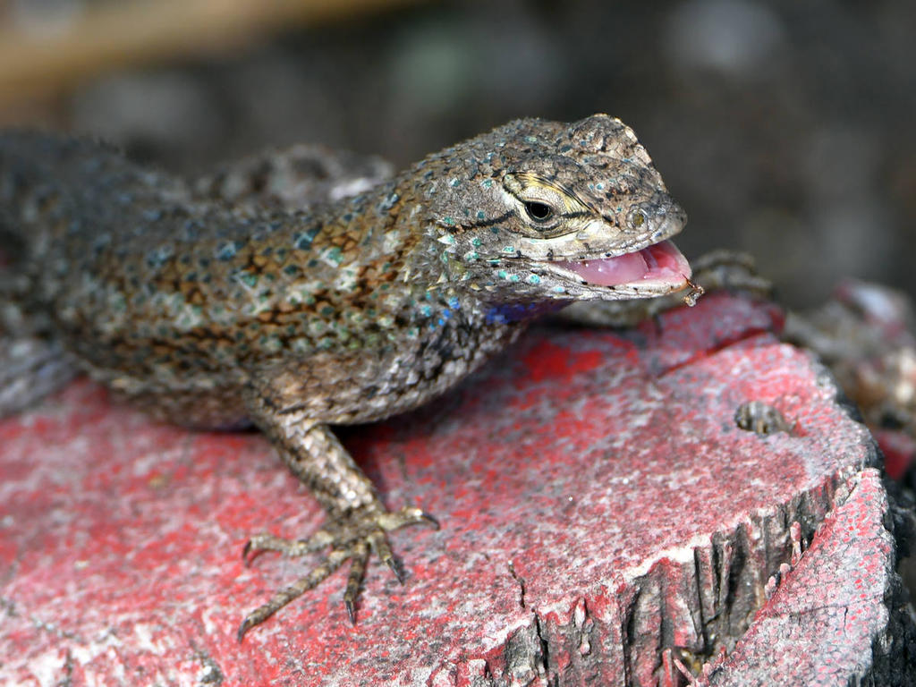 Lizard5.jpg