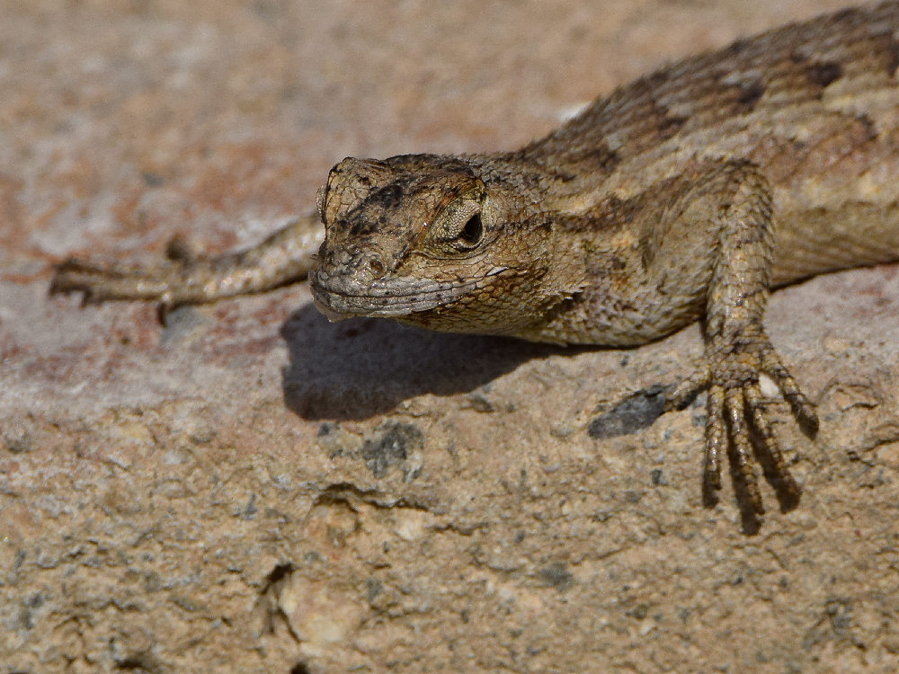 Lizard6.jpg