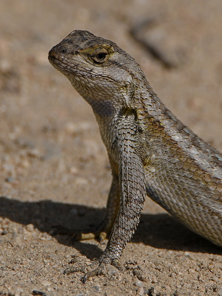 Lizard6.jpg