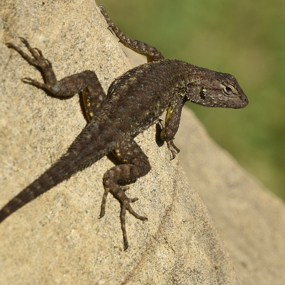 Lizard6.jpg