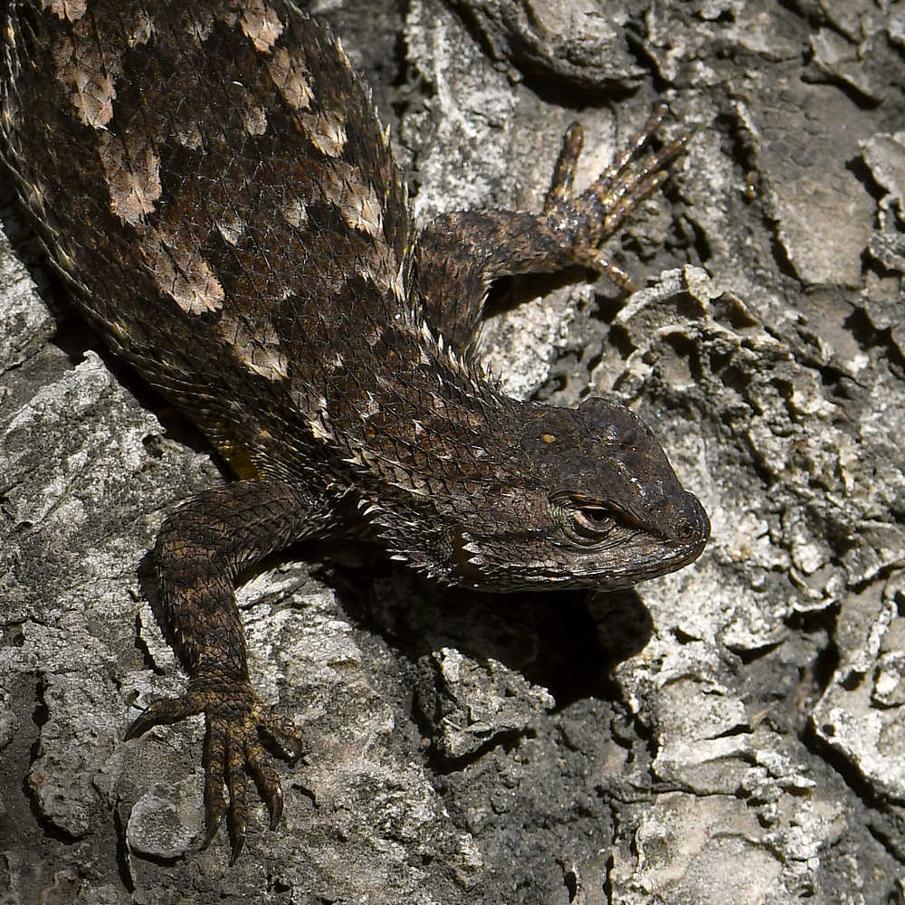 Lizard6.jpg