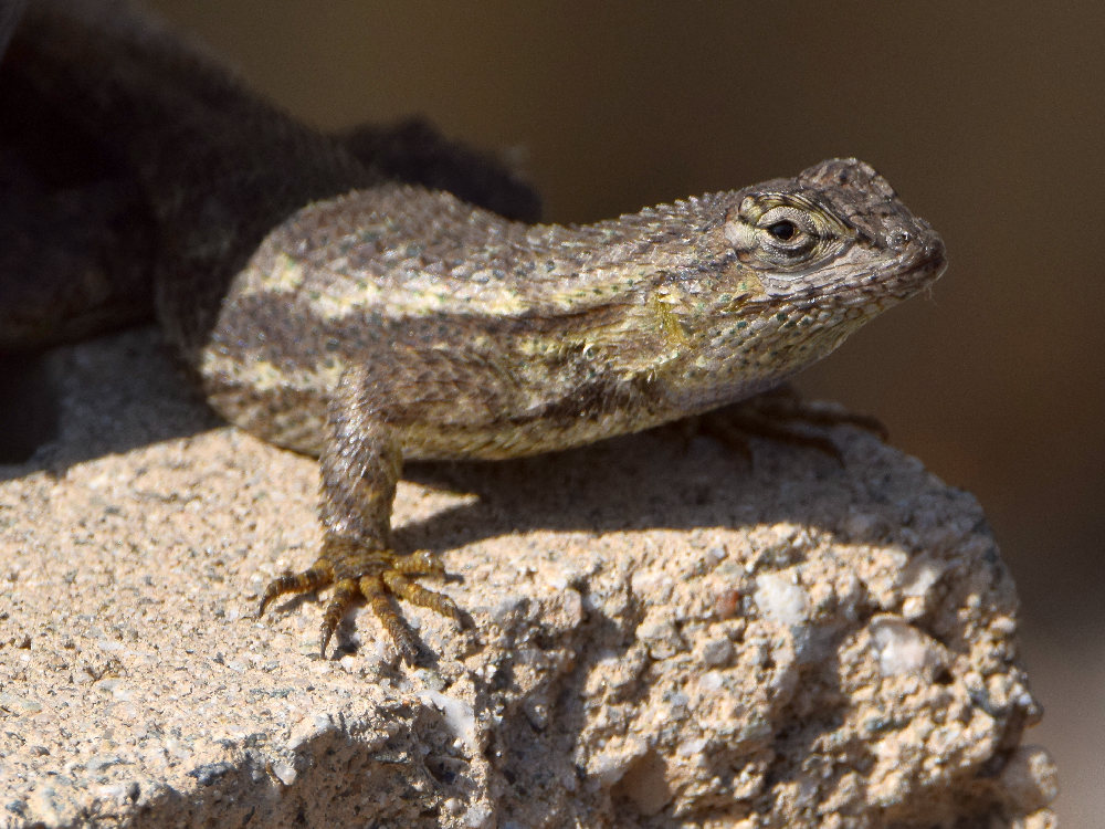 Lizard7.jpg