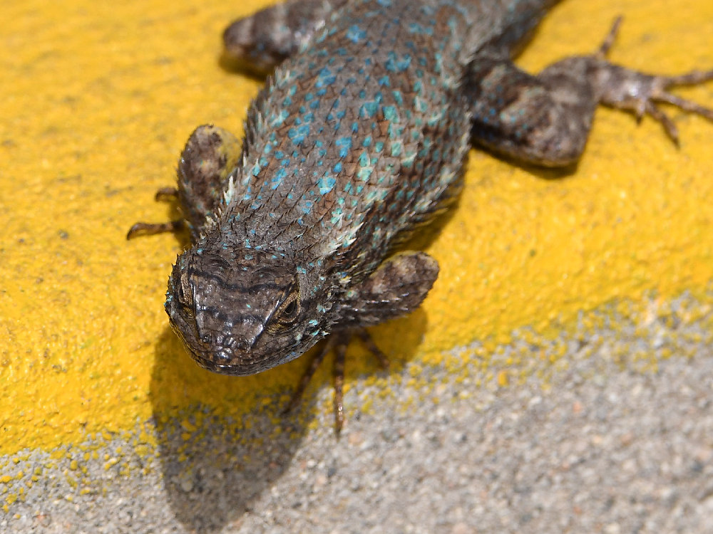 Lizard7.jpg