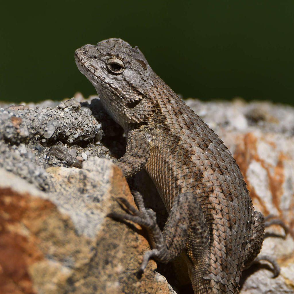 Lizard7.jpg