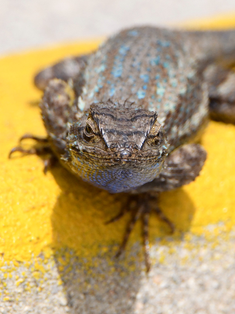 Lizard8.jpg