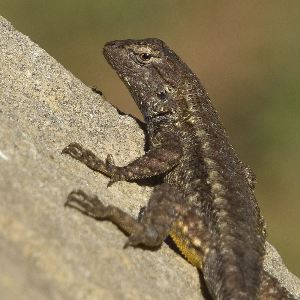 Lizard8.jpg