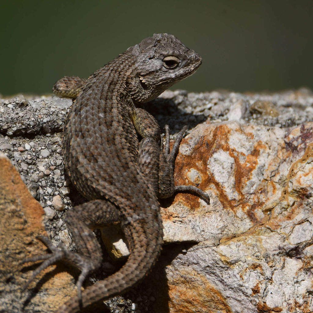 Lizard8.jpg