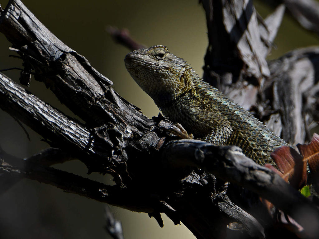 Lizard9.jpg