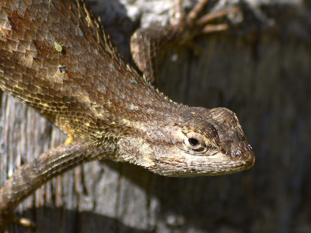 LizardBug.jpg
