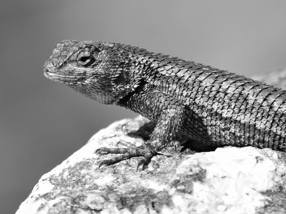 LizardBW.jpg