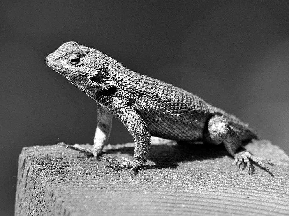 LizardBW.jpg