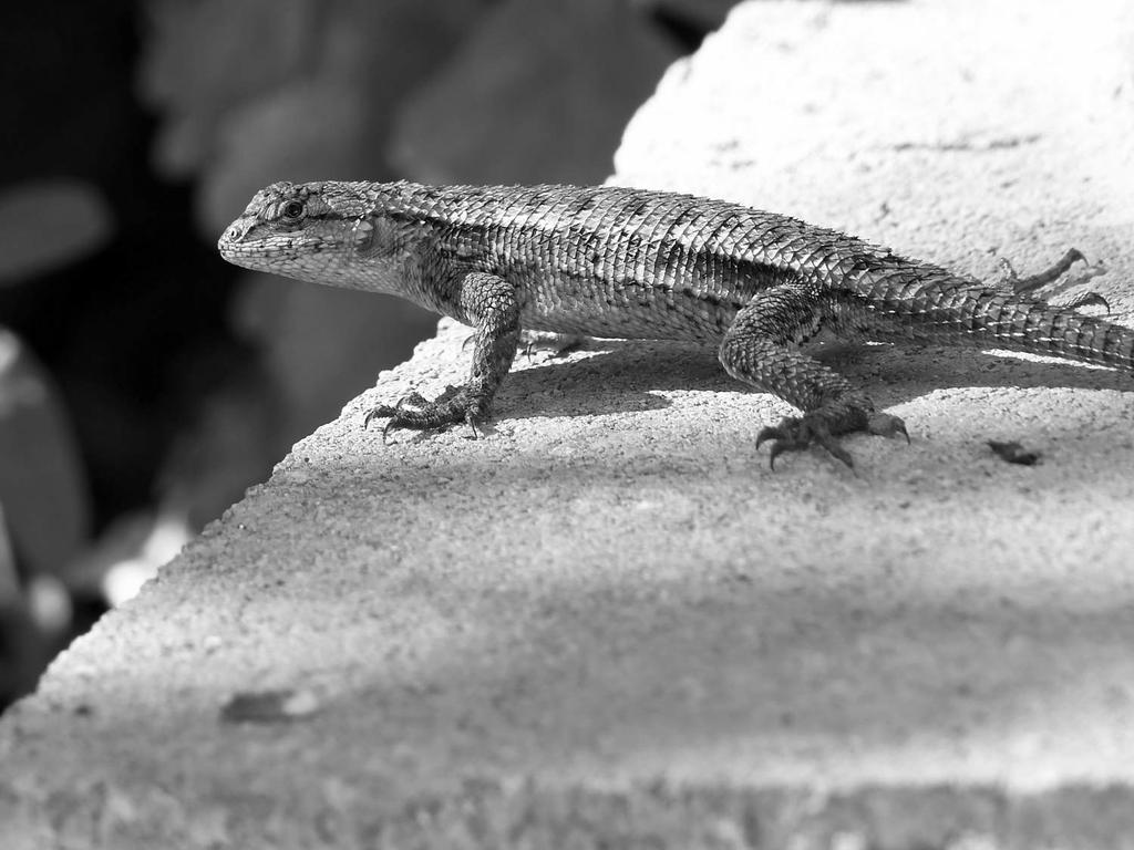 LizardBW.jpg