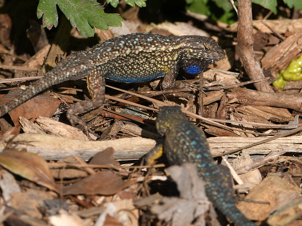 Lizards2.jpg