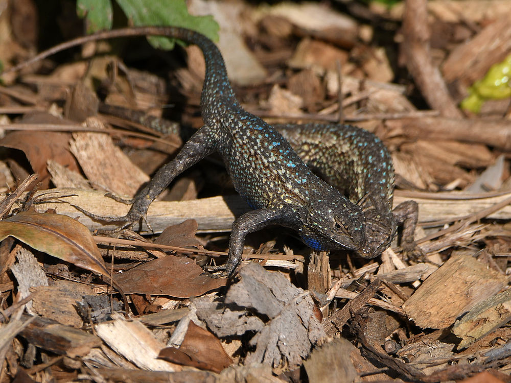 Lizards3.jpg