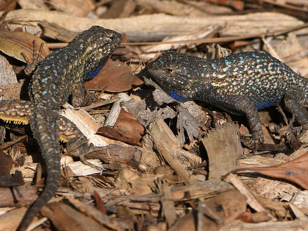 Lizards5.jpg