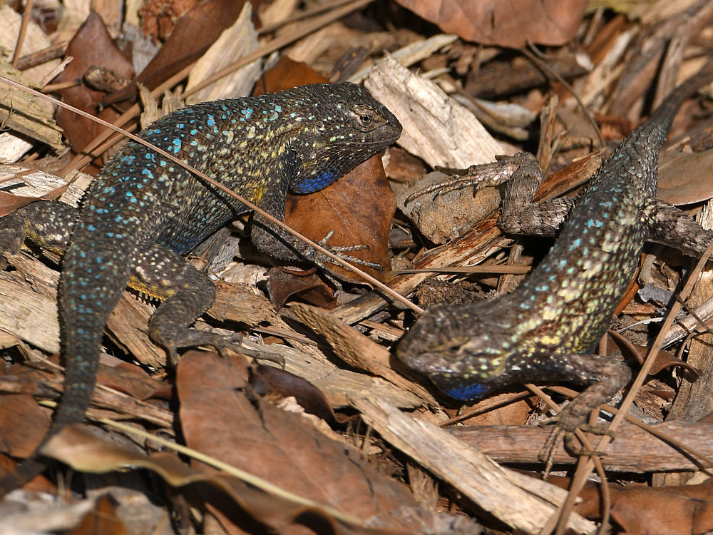 Lizards6.jpg