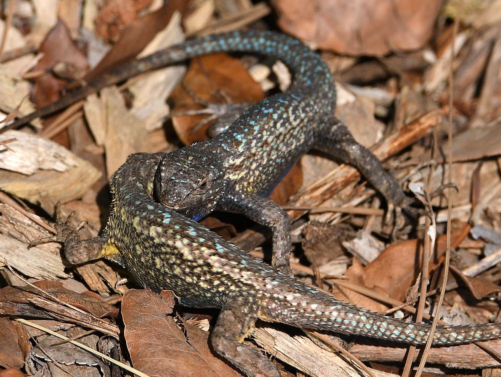 Lizards7.jpg