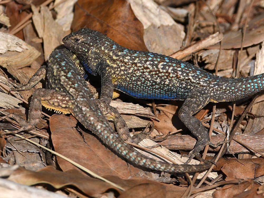 Lizards8.jpg