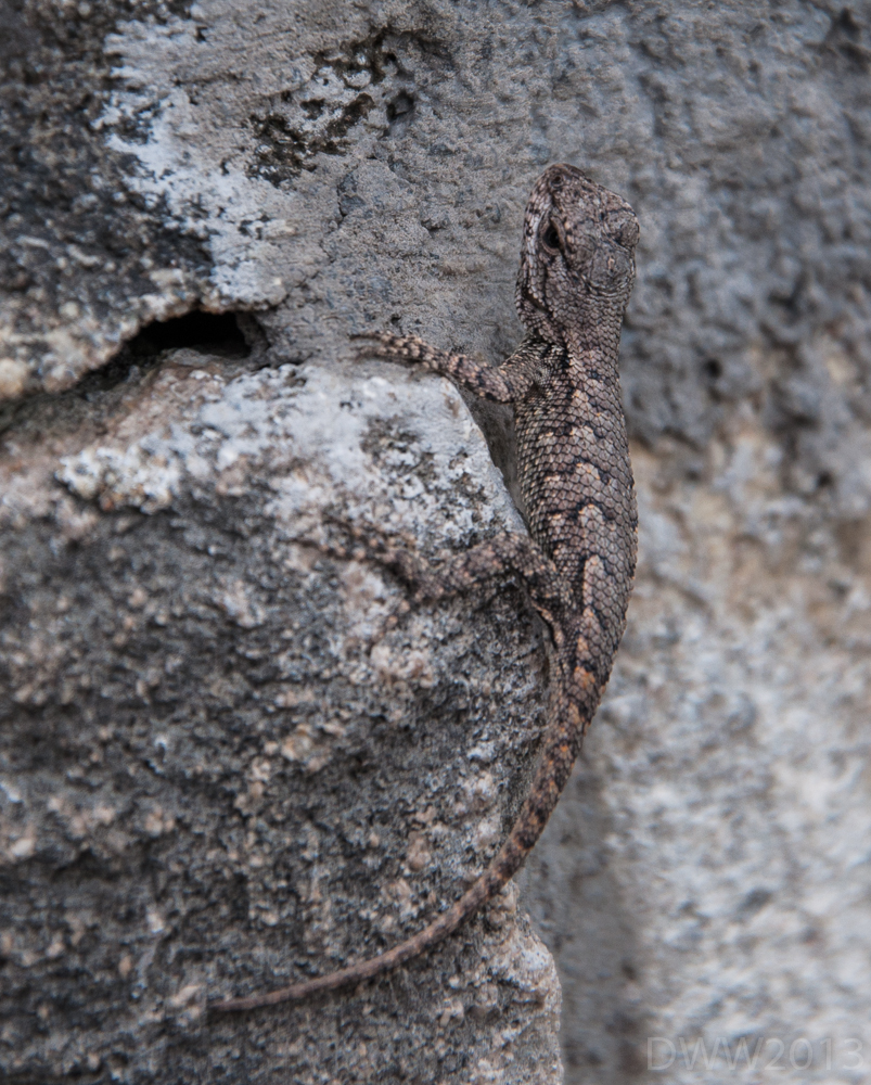 Lizzard  (1 of 1).jpg