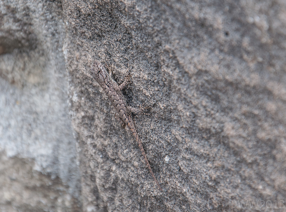 Lizzard (1 of 1).jpg