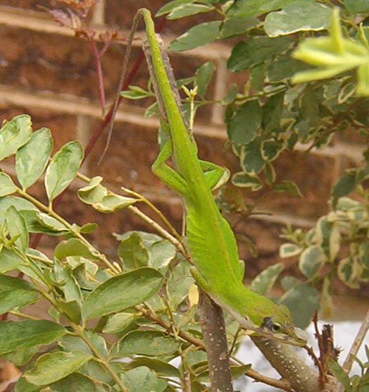 lizzard.jpg
