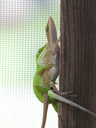 lizzard2.jpg
