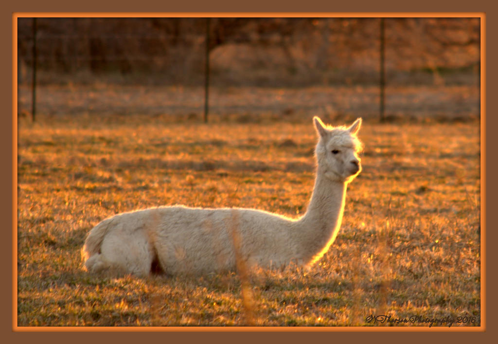 LLama in the Sunset 3-2-2016.jpg