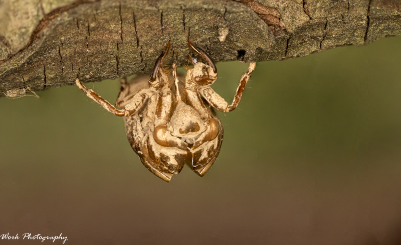 Locust 2 stacked 6-Edit.jpg