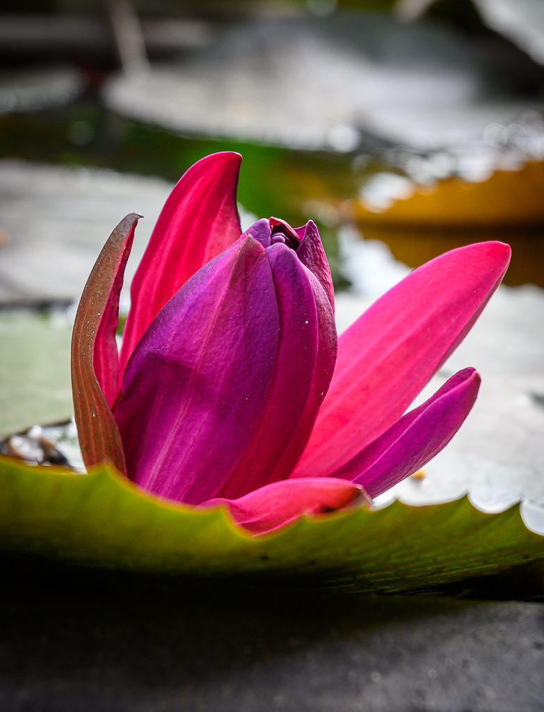 loflower-1.jpg