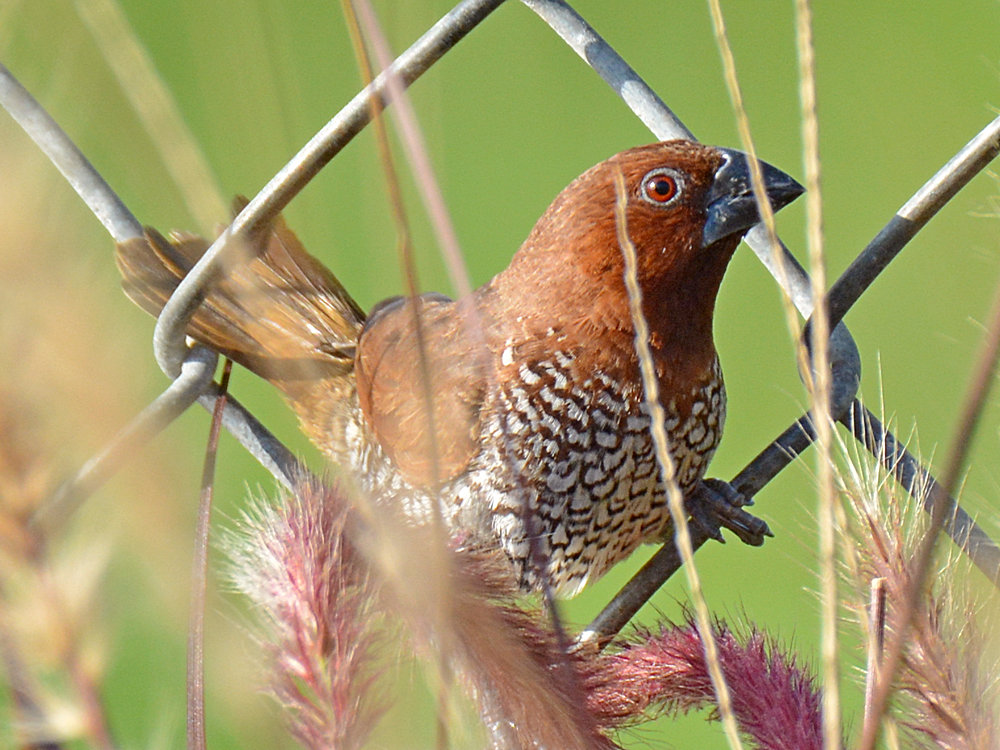 LonchuraPunctulata3.jpg
