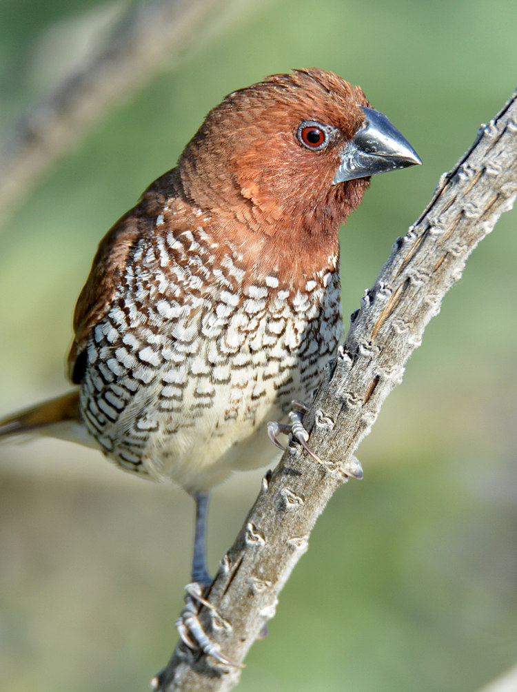 LonchuraPunctulata5.jpg