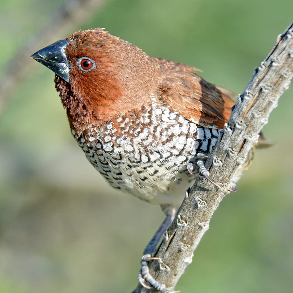 LonchuraPunctulata6.jpg