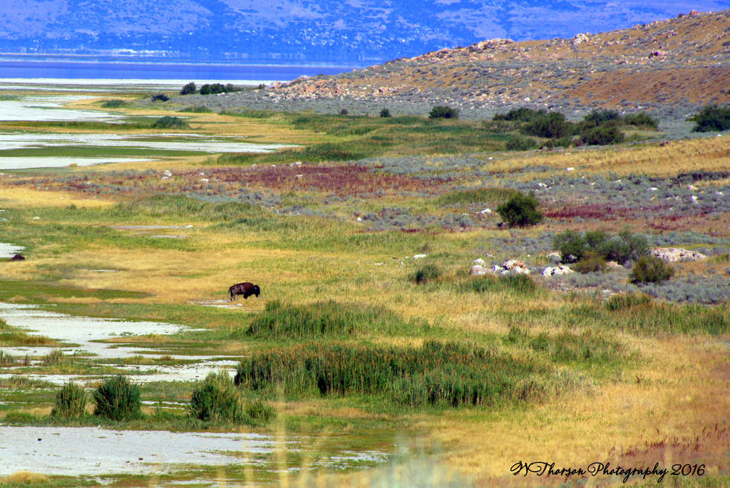 Lone Buffalo on Antelope Island 7-27-2016.jpg