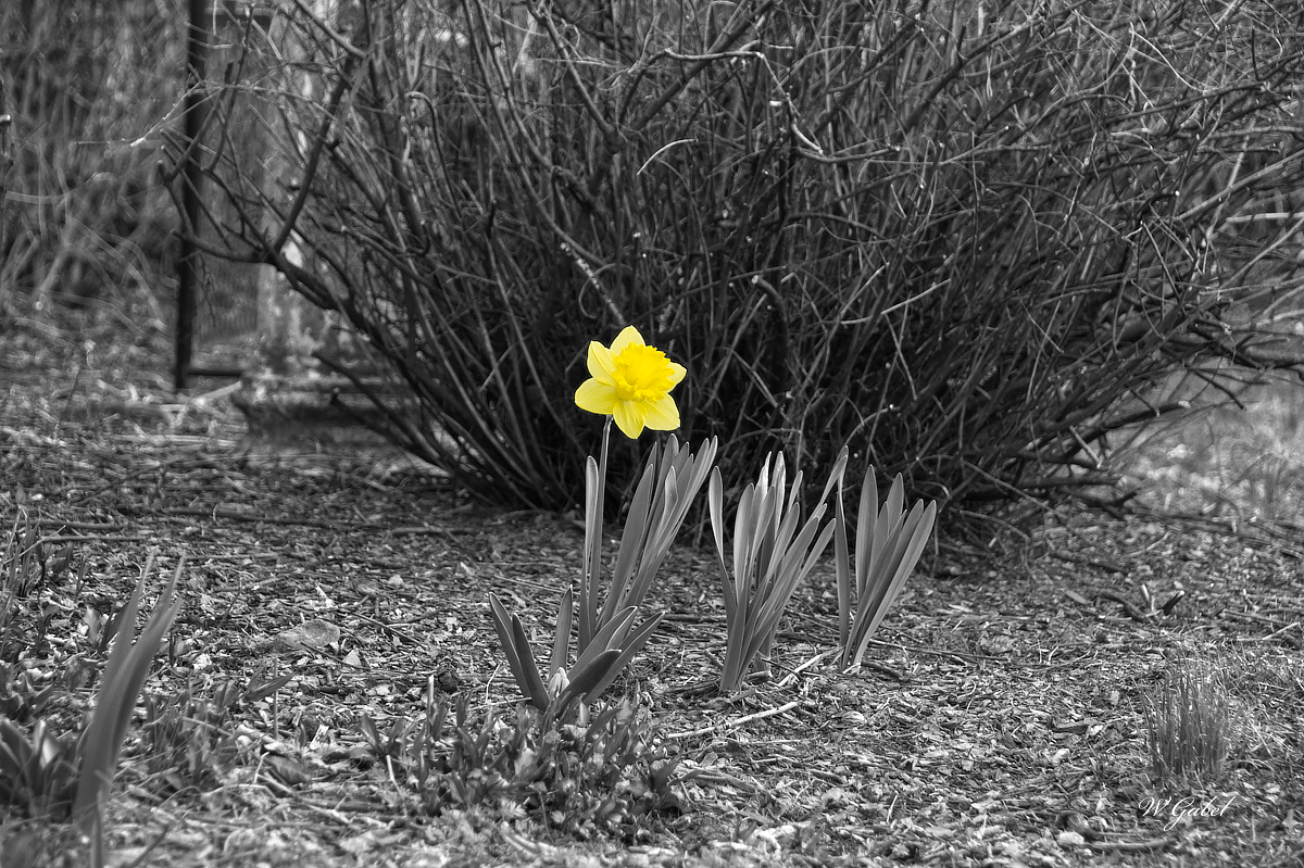 Lone Daffodil sm.jpg
