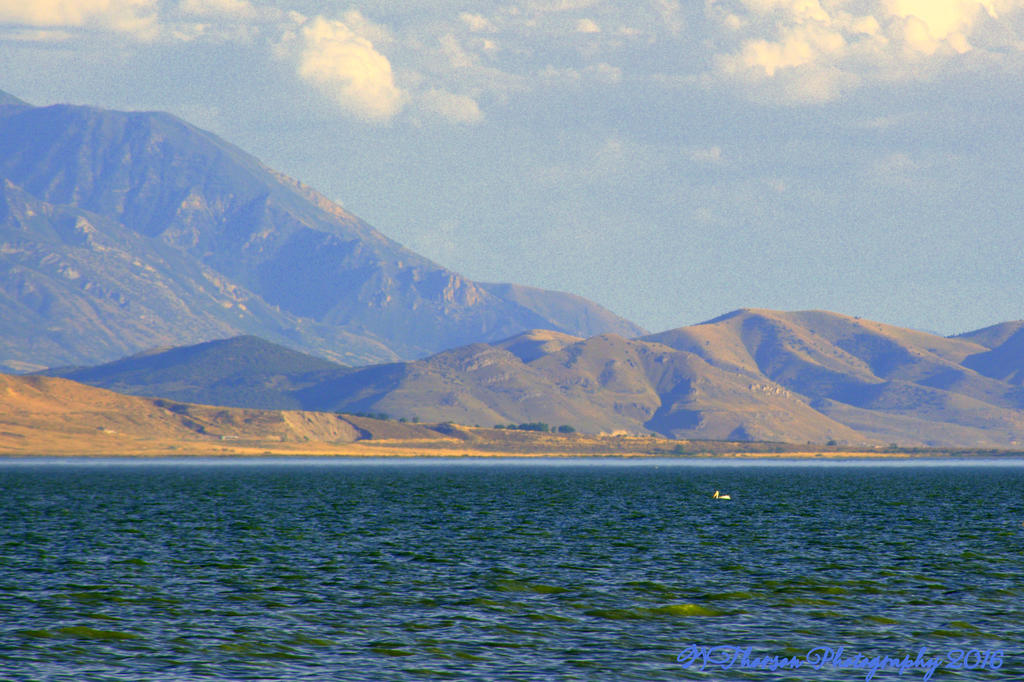 Lone Pelican on Utah Lake 7-20-2016.jpg