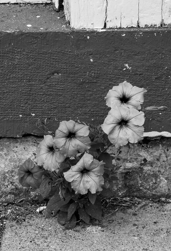Lonely Flower (1 of 1).jpg