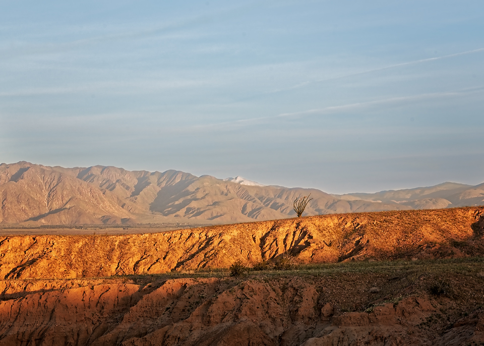 Lonely Ocotillo Morning.jpg