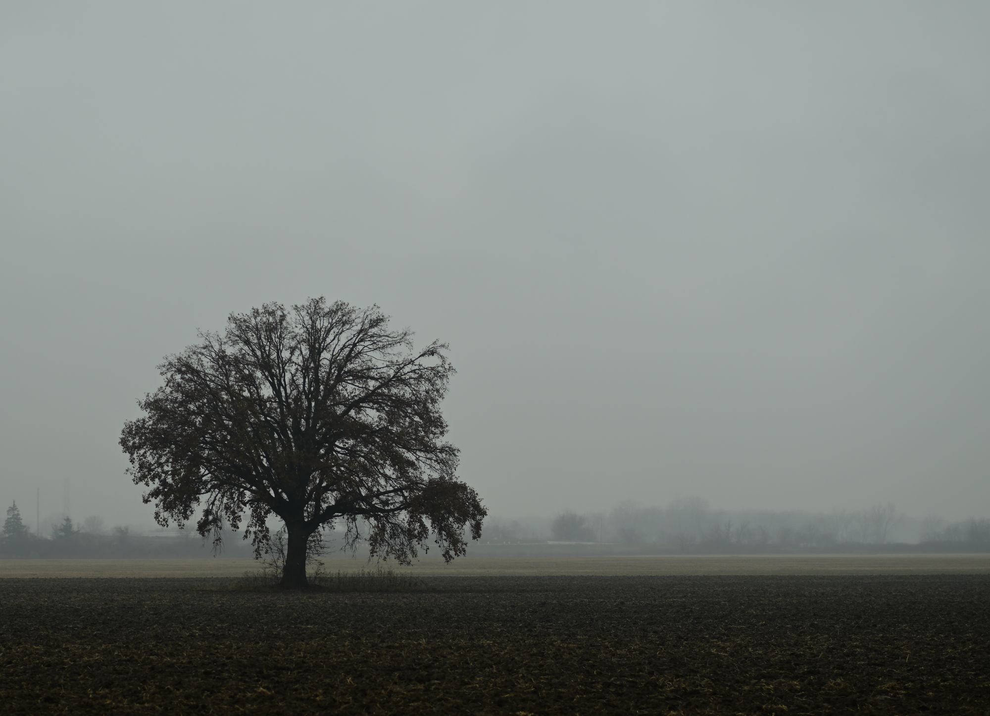 Lonely tree in mist_233.JPG