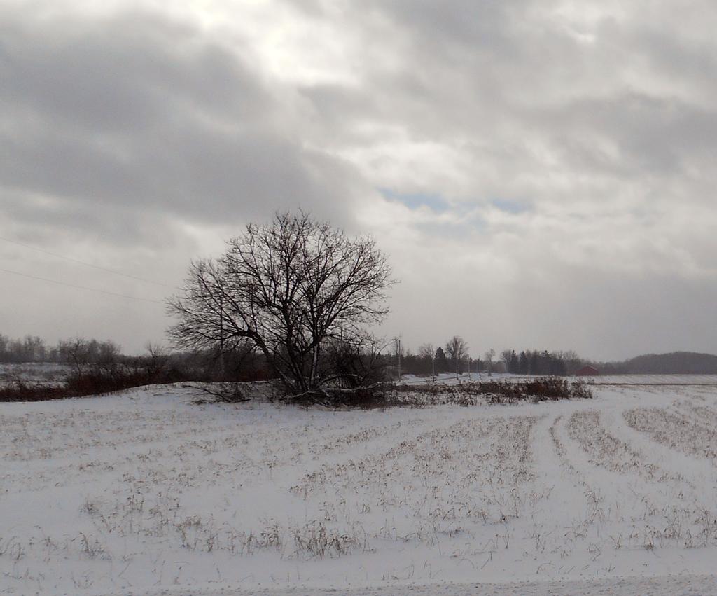 lonely tree.jpg