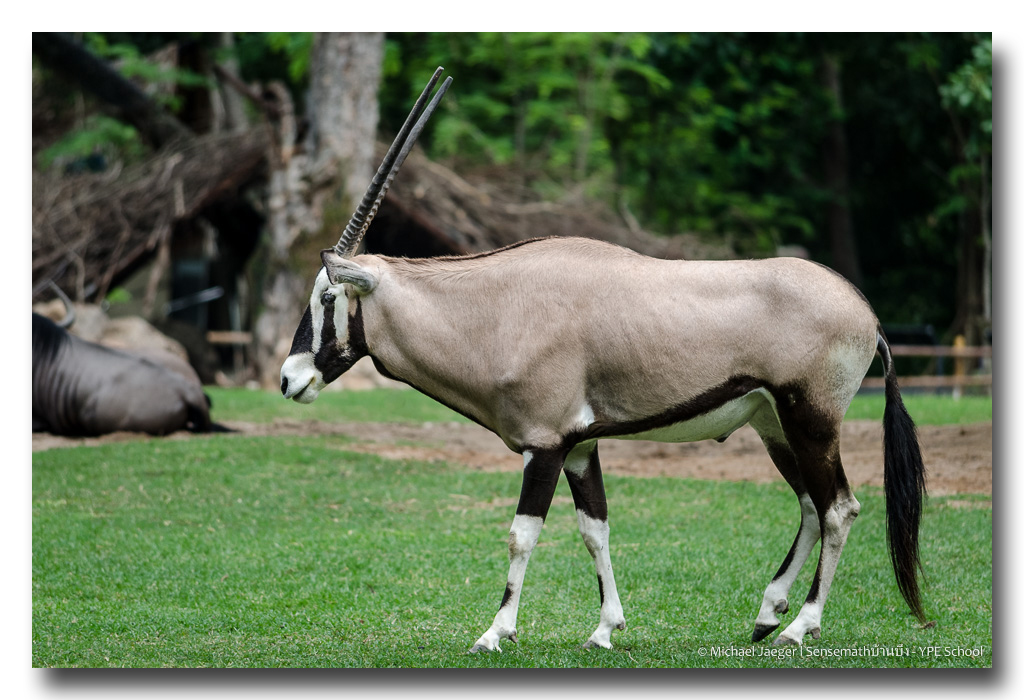 long-horn.jpg