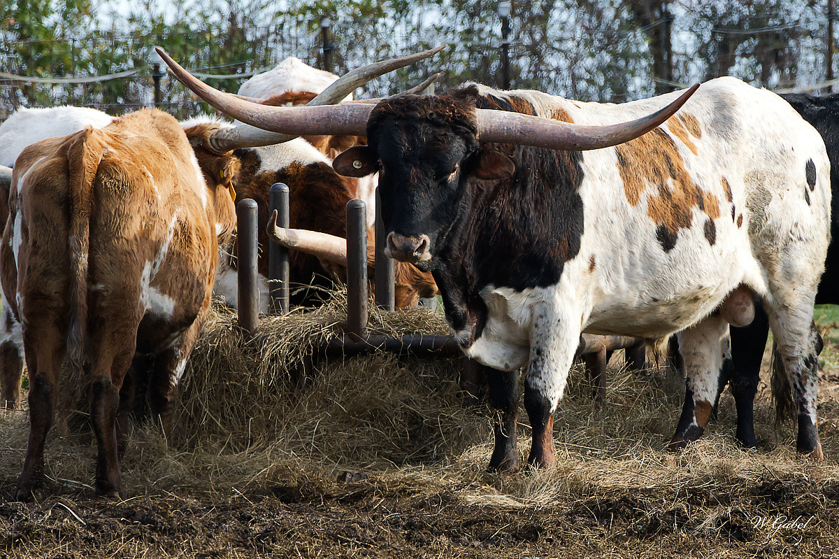 Longhorn sm.jpg