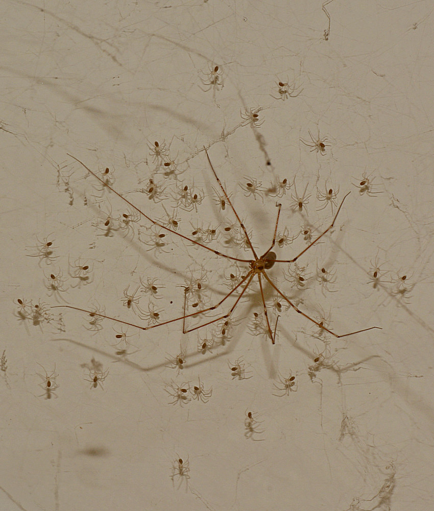 LongLegs.jpg