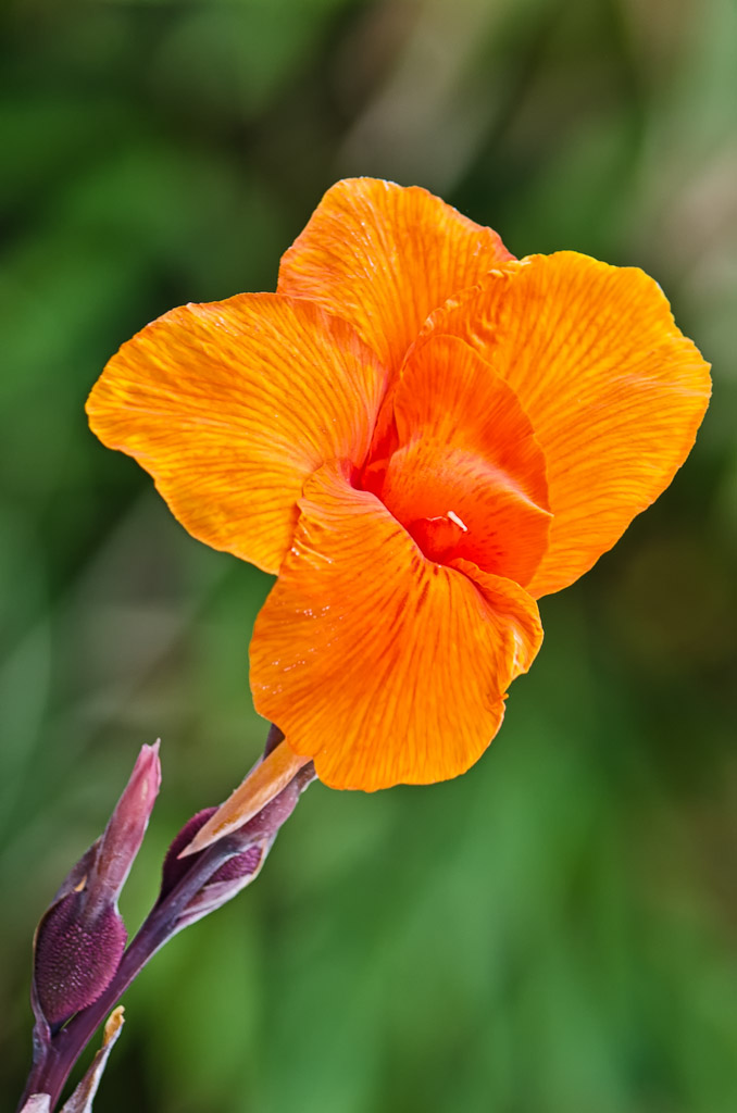 longorange-flower-1.jpg