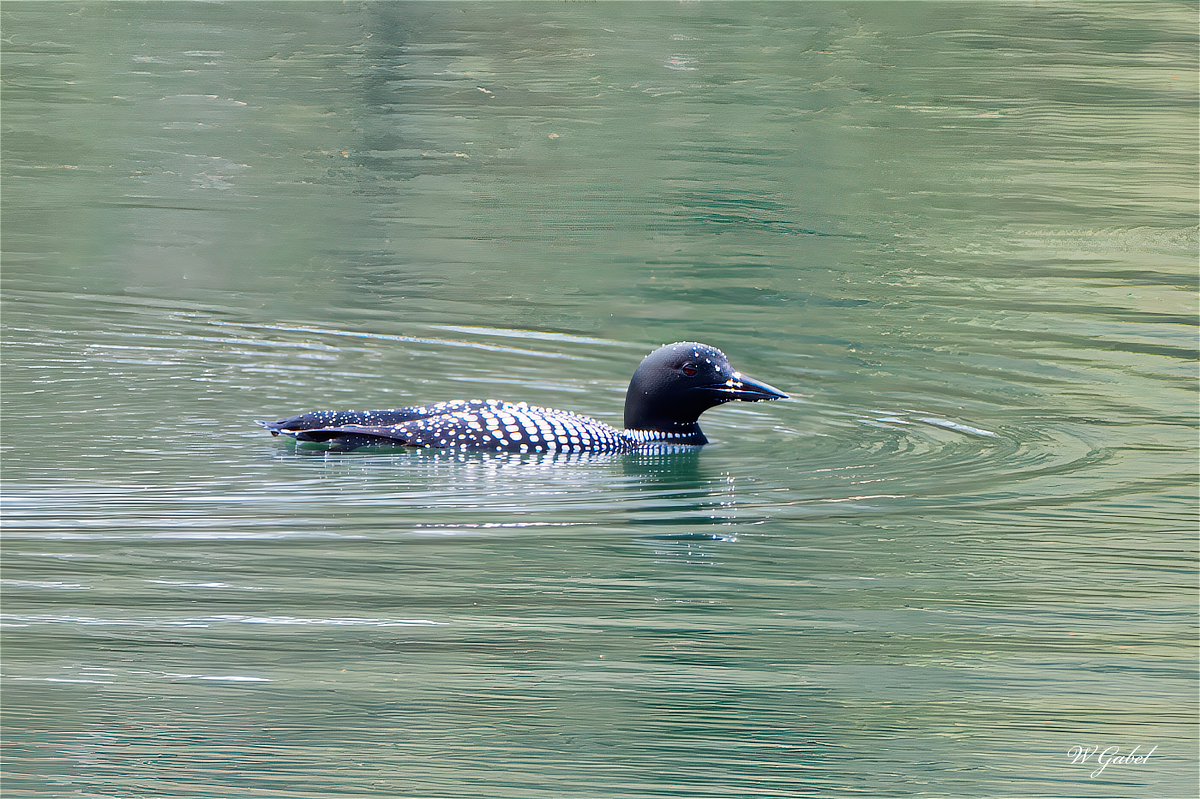 Loon sm.jpg