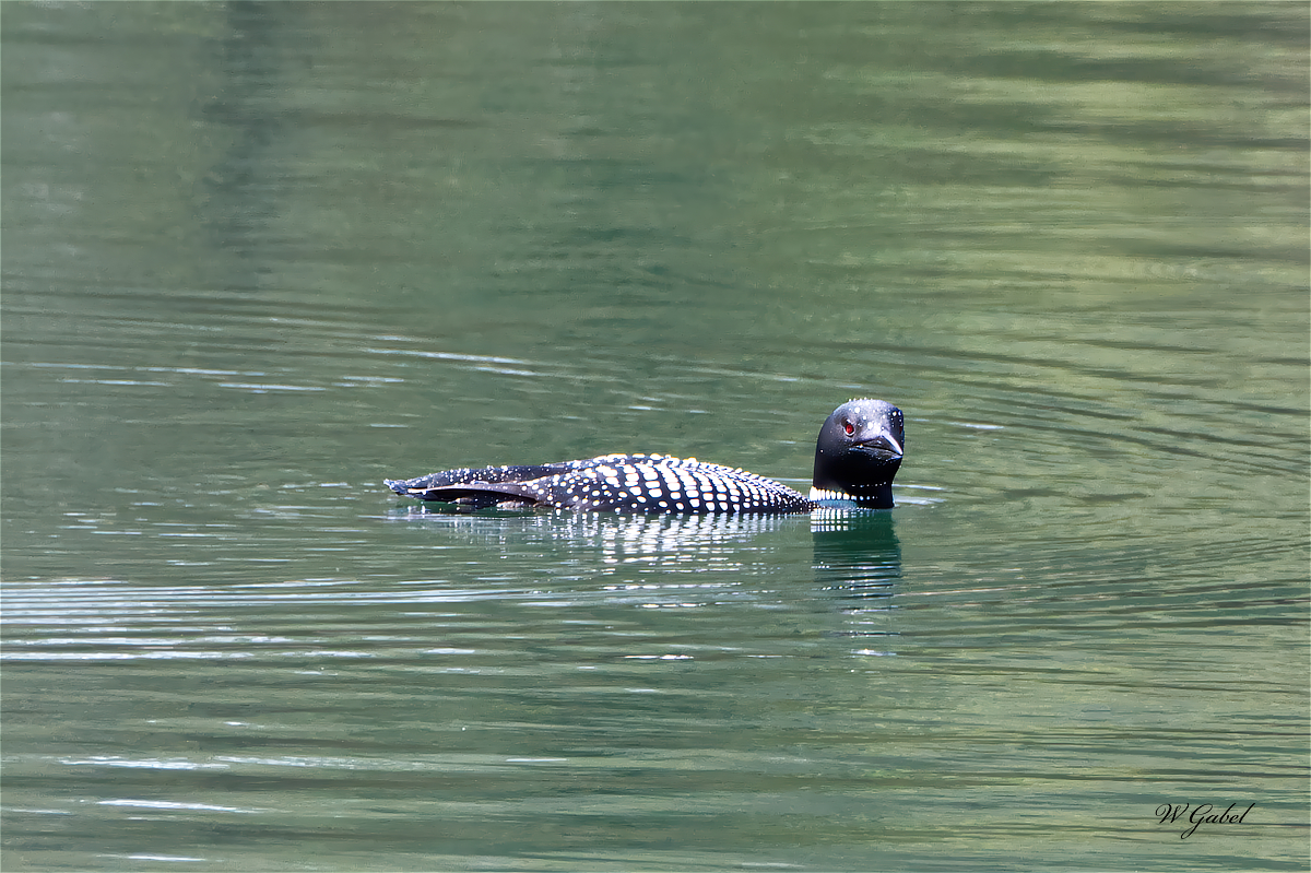 Loon02 sm.jpg