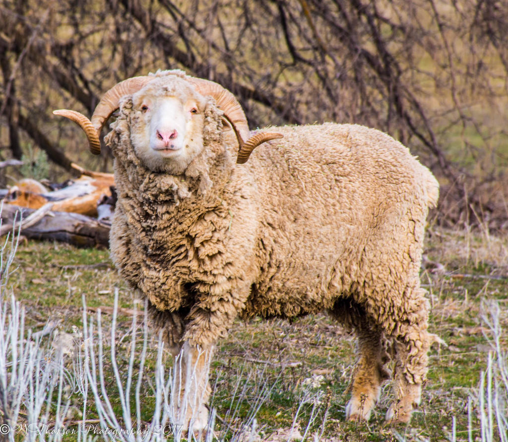 Lost Creek Ram 3-11-2017.jpg