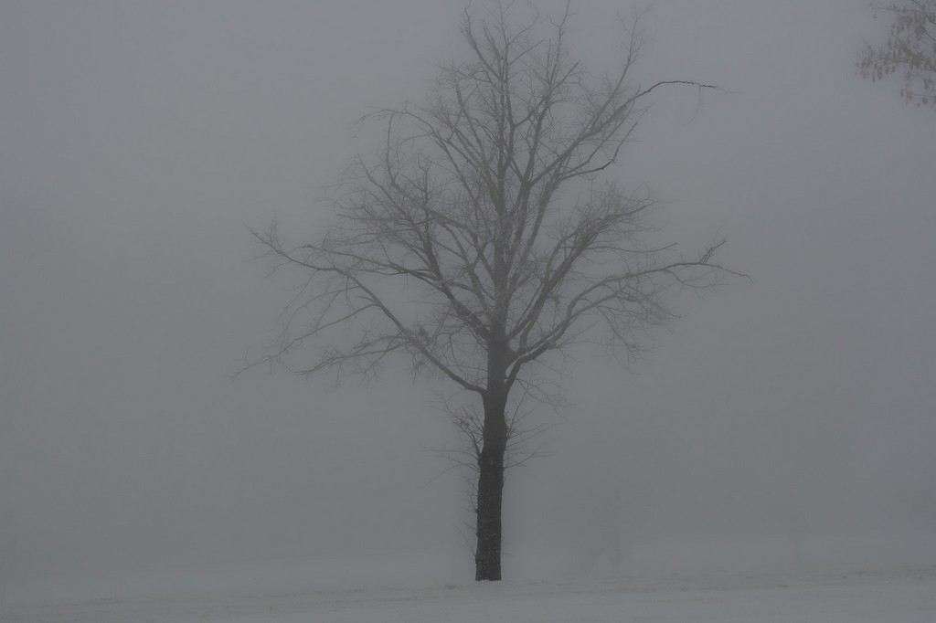 Lost in the fog.jpg