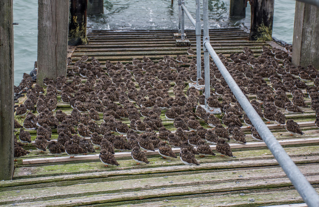 Lots of Birds.jpg